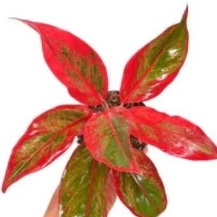 Aglaonema Lipstik