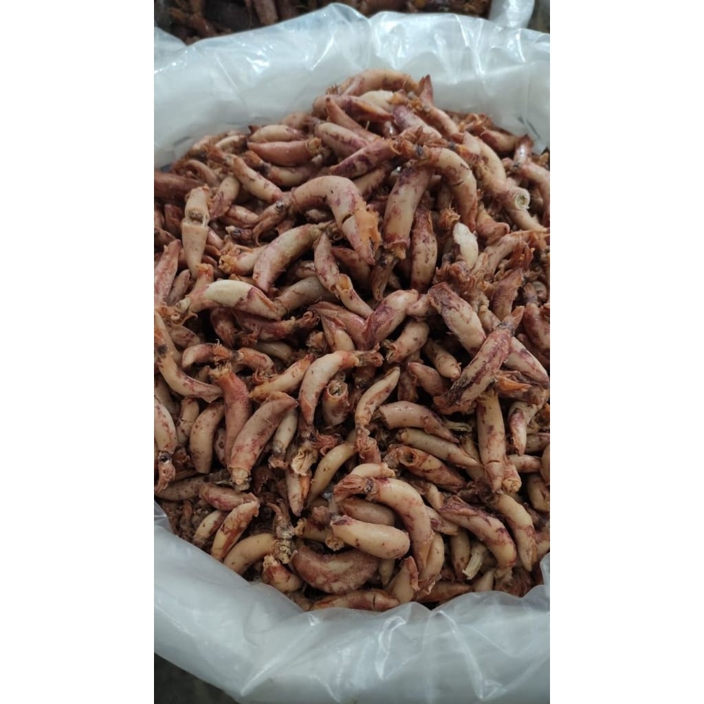 Cumi sotong besar kering asin dari tanjung pinang