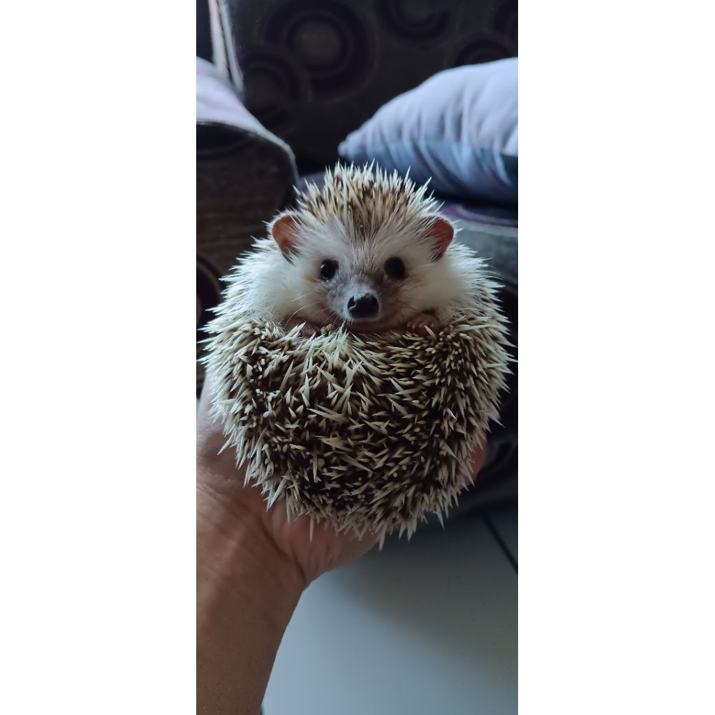 Landak Mini Salt&Pepper