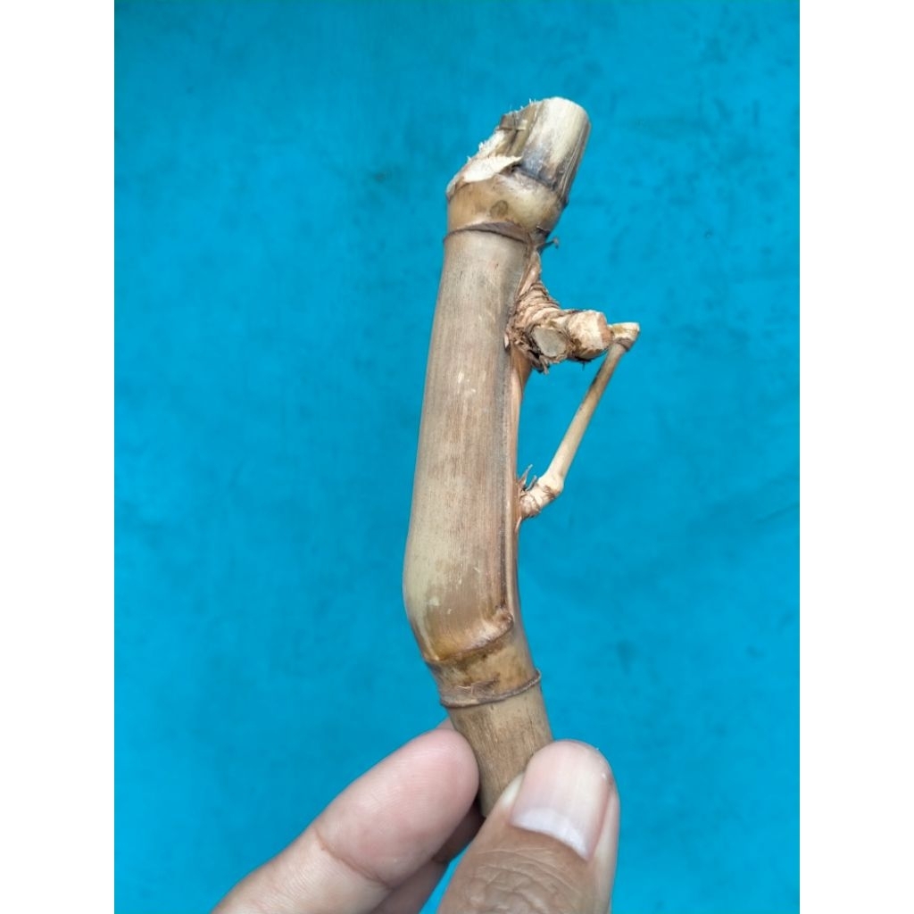 BAMBU UNIK PETUK JALU JOS (12 CM) APUS ISTIMEWA