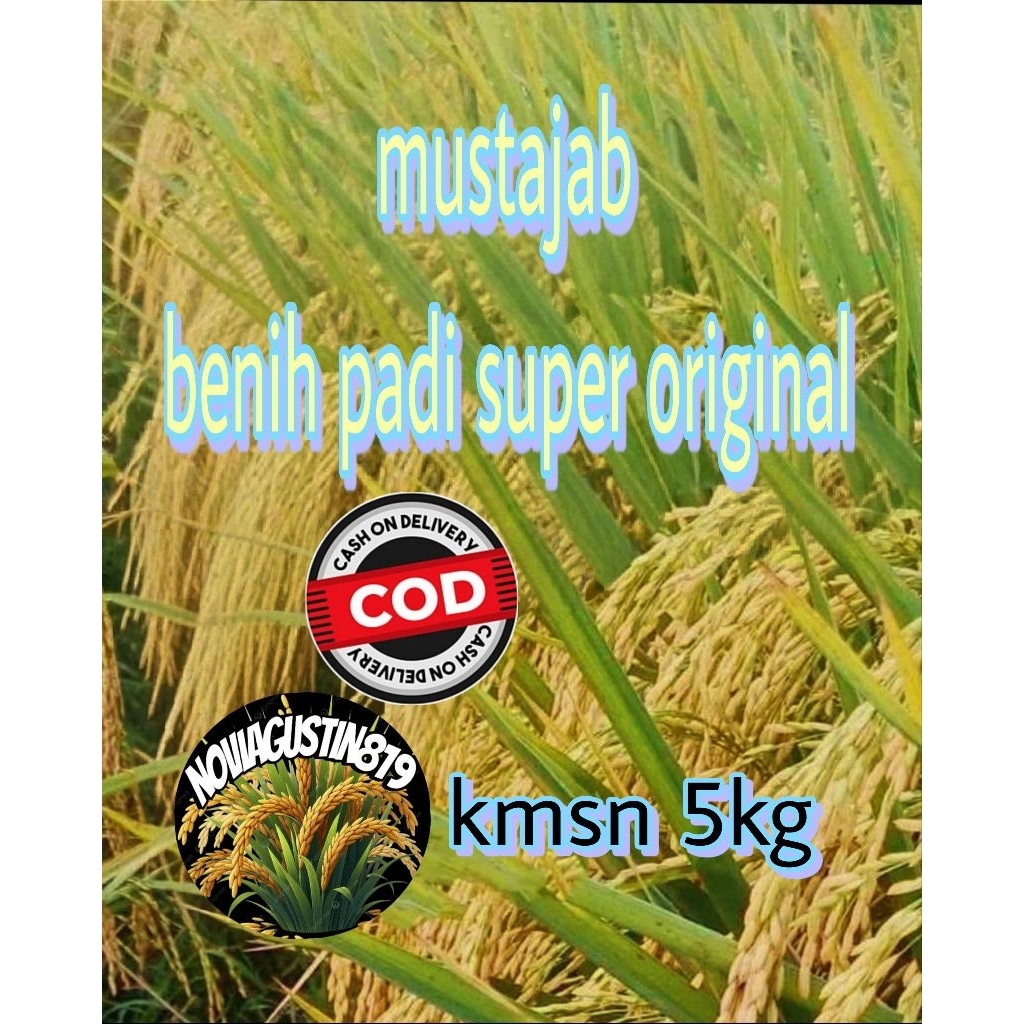 Benih padi mustajab kemasan 5kg
