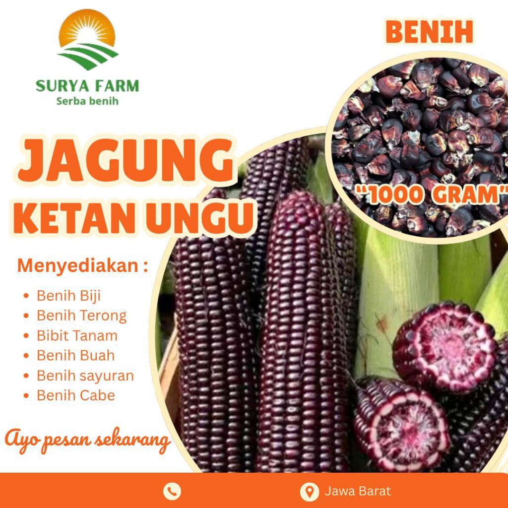 Benih Biji Jagung Ketan Ungu Kemasan /Bibit Jagung Ketan Ungu Paket Combo