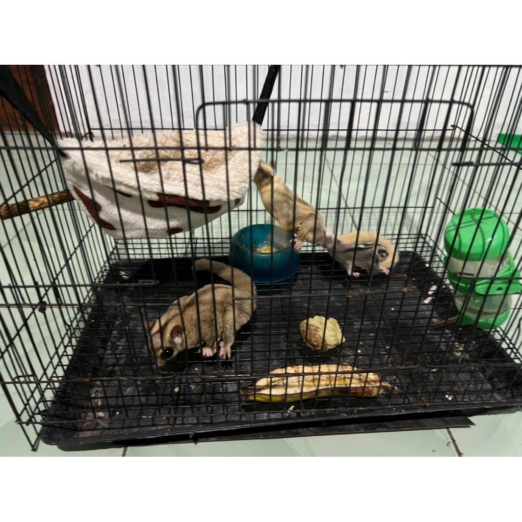 Sugar Glider Platmoz j x Platmoz b + Joey moza