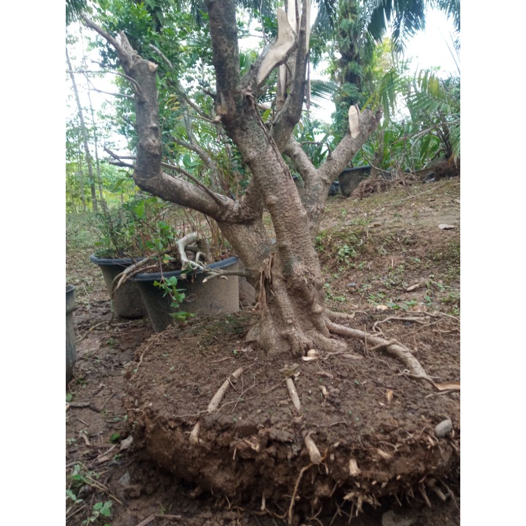 bonsai anting putri batang besar akar besar  bonsai upgrade.