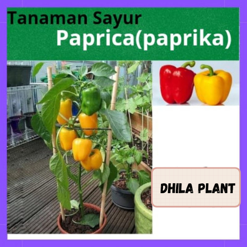 Tanaman sayur paprika - paprika