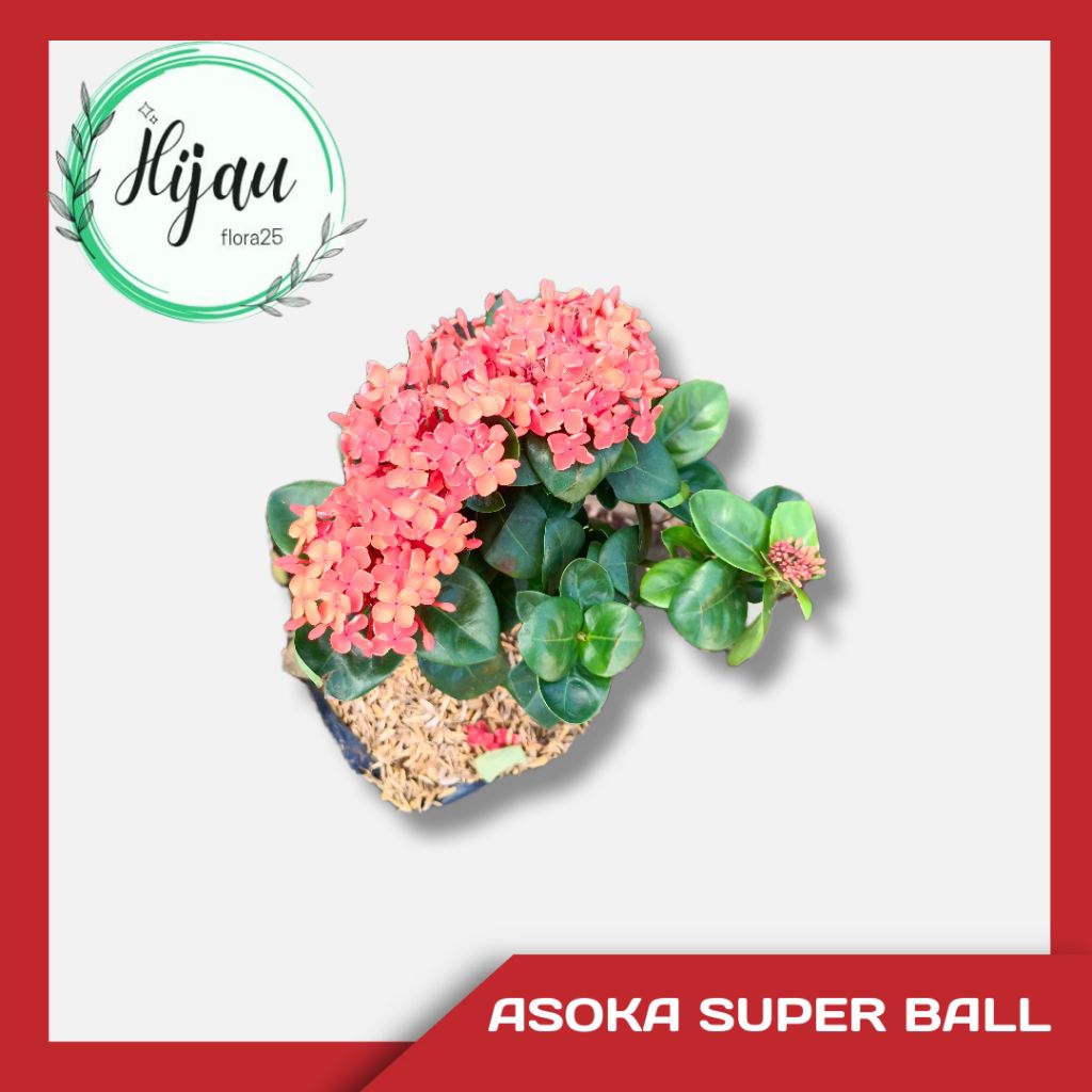 tanaman hias bunga asoka superball bunga merah bunga besar
