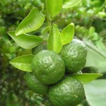 Jeruk Limau Asam Manis 10gr