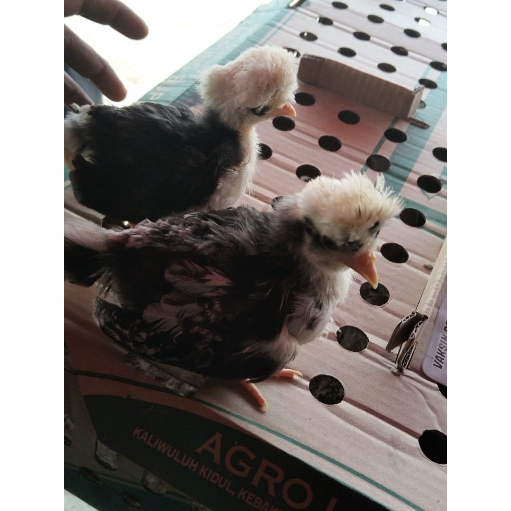 ayam Polan - ayam hias Polan - ayam jambul