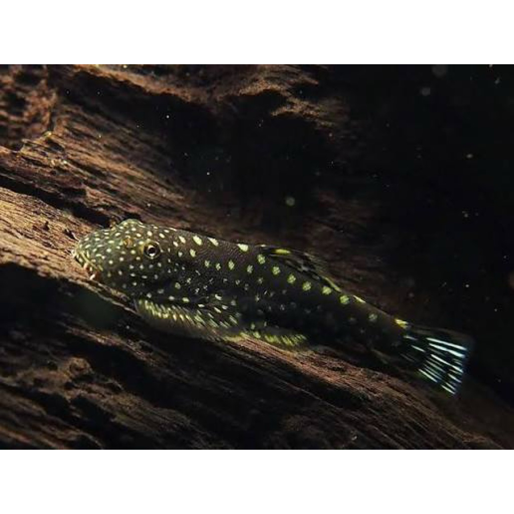 ikan hias Borneo Sucker/ikan pembersih /ikan aqauscape