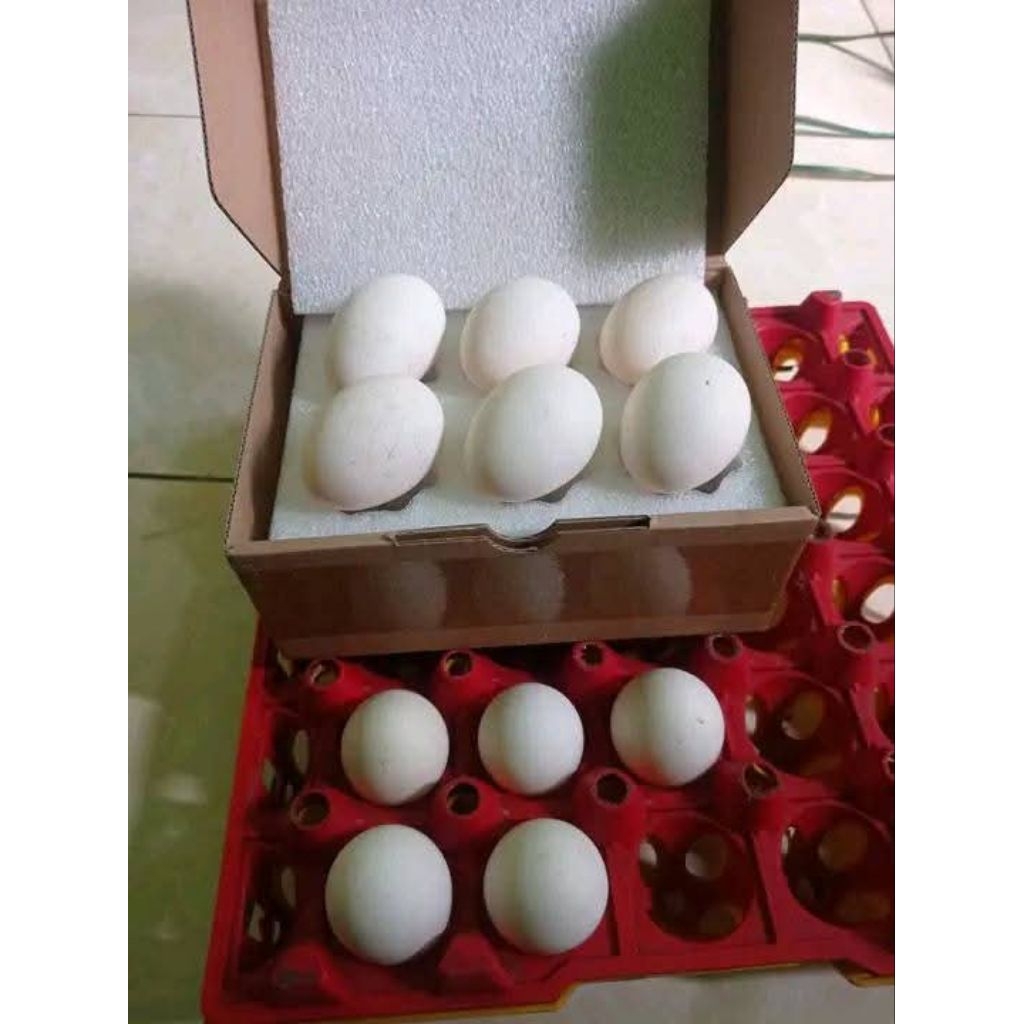 Telur fertil/tetas ayam kampung elba