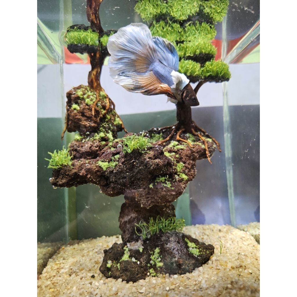 Halfmoon Dumbo Ear Rosetail_Betafish