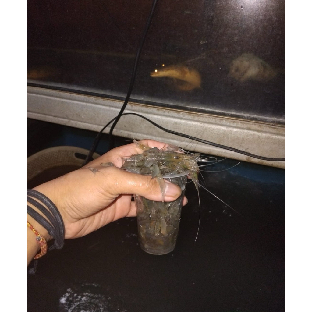 udang hidup pakan ikan