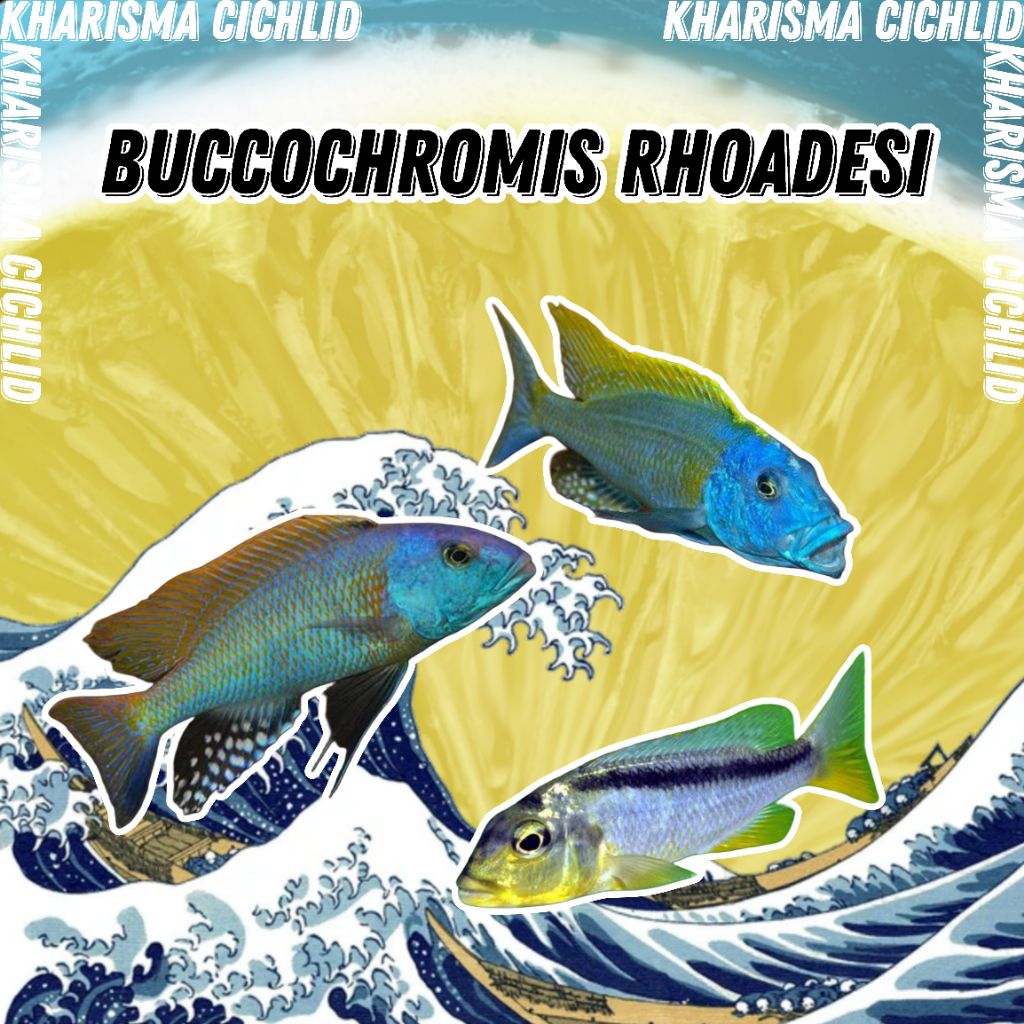 Buccochromis Rhoadesi / Bucco Cichlid Murah