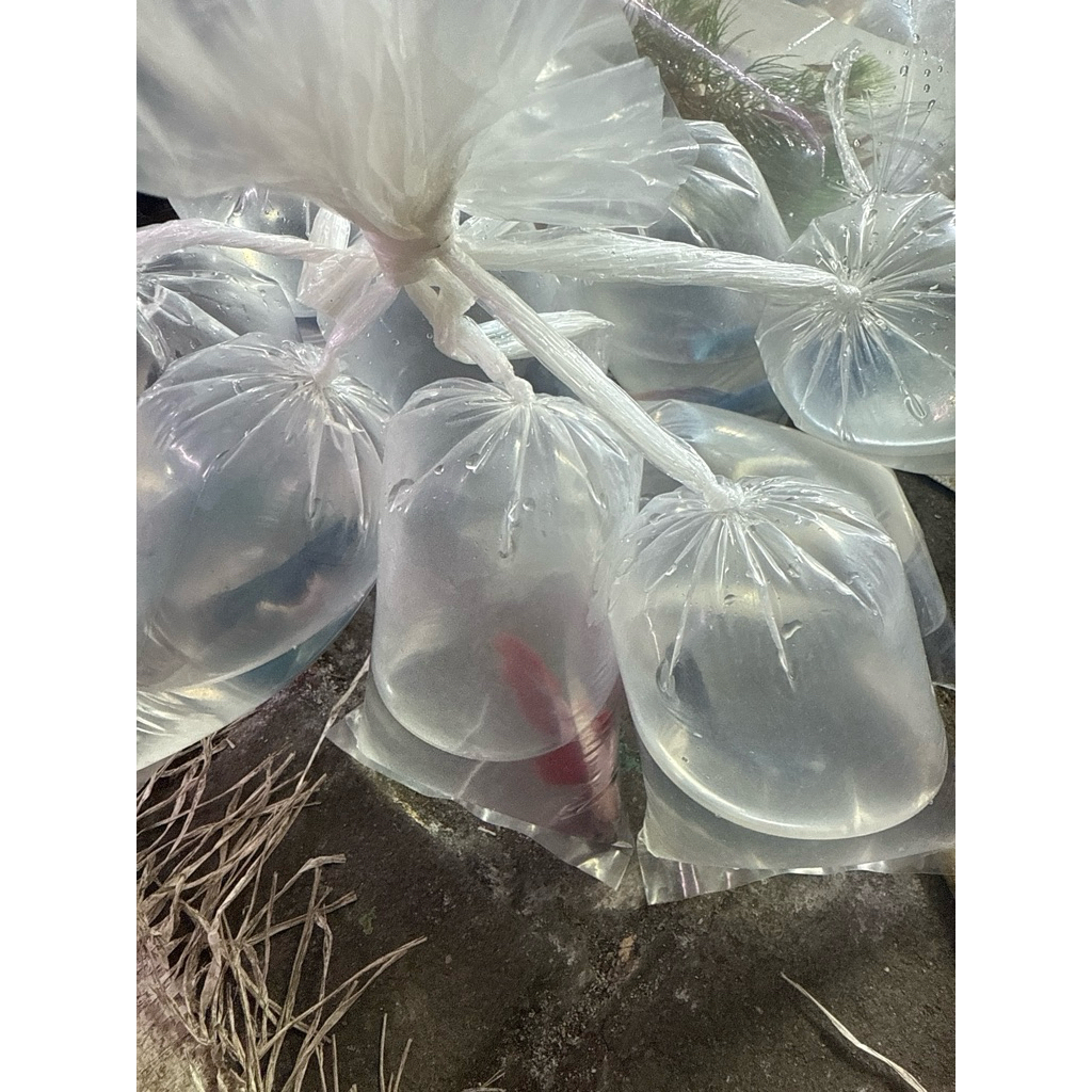 pakan ikan cupang/cupang HM/cupang murah/cupang paketan