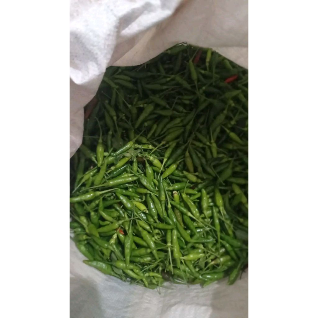 benih cabe lokal hijau