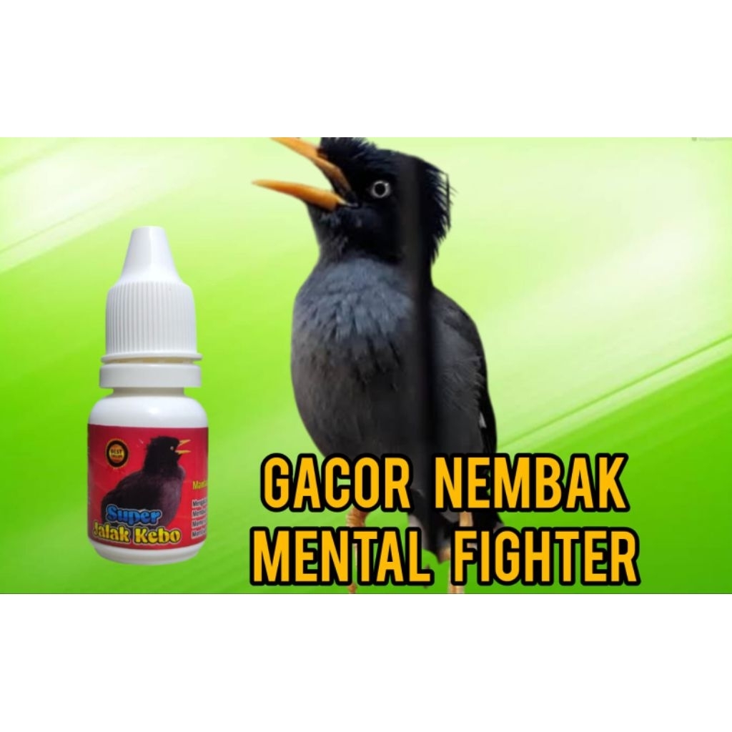 super jalak kebo  penggacor burung jalak kebo jalak Nias . untuk bahan dan macetan supaya jadi gacor