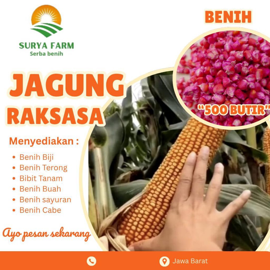 Benih Biji Jagung Raksasa Kemasan /Bibit Jagung Raksasa Super