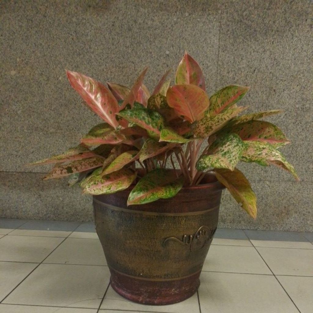 aglomema,tanaman hias,aglomema big roy