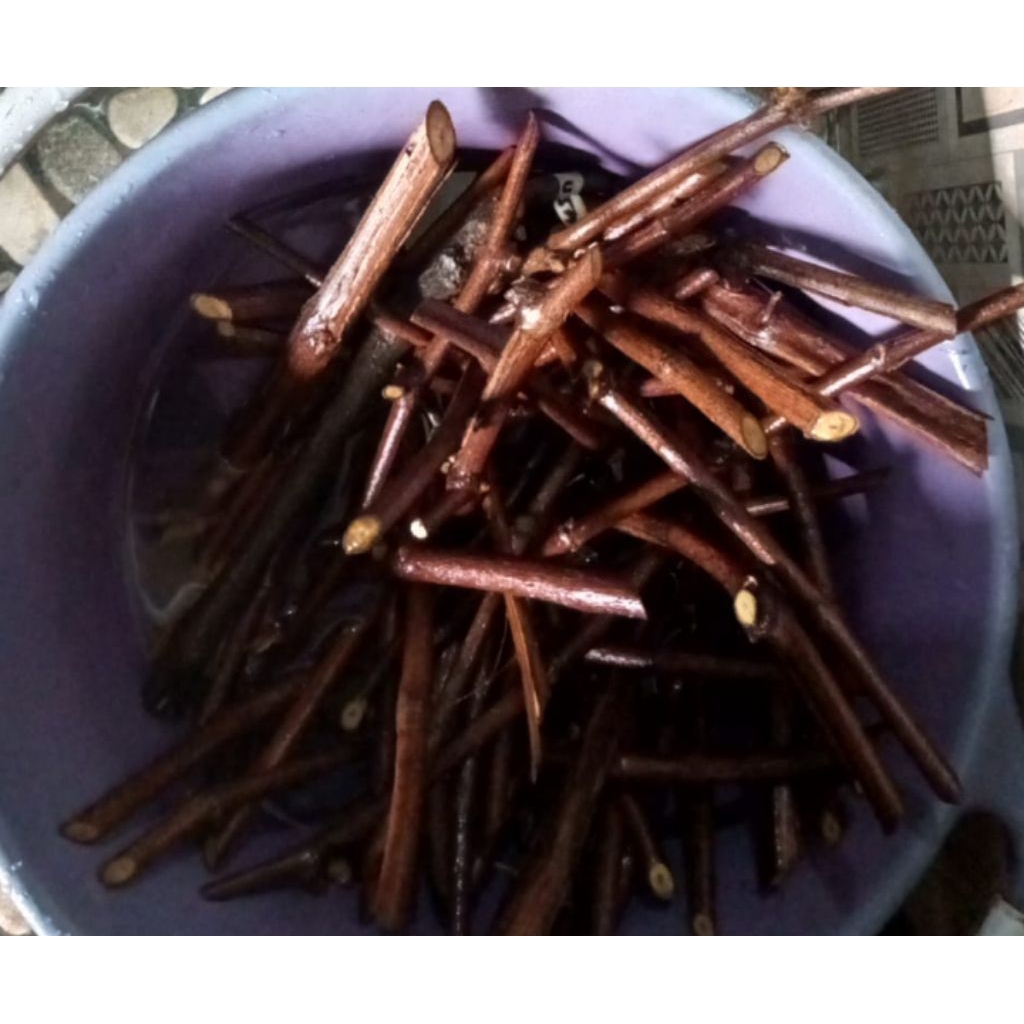 Cutting Rootstock Anggur Import IAC 572 JAMINAN VALID, Ready bibit rootstock impor jenis IAC 572 yg 