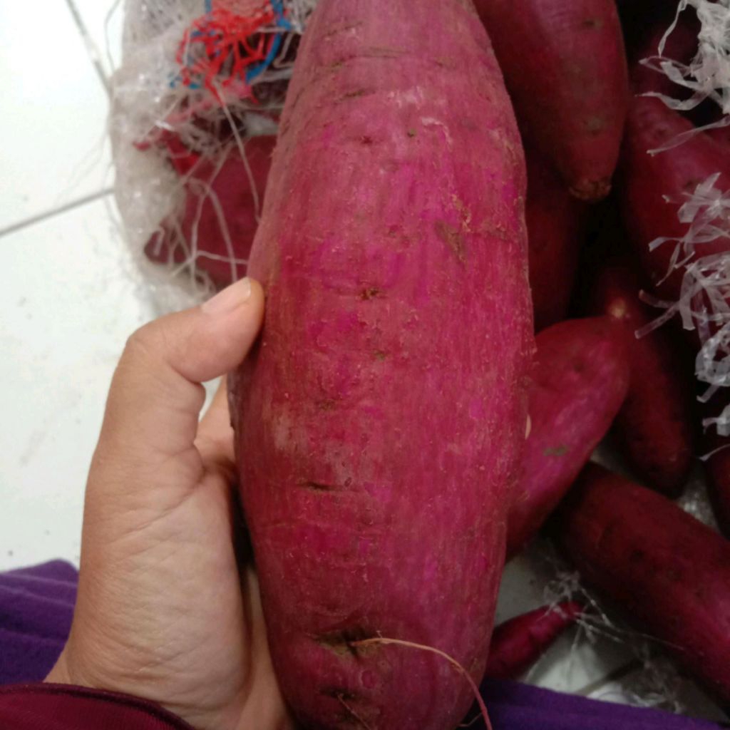ubi ungu 1 kg