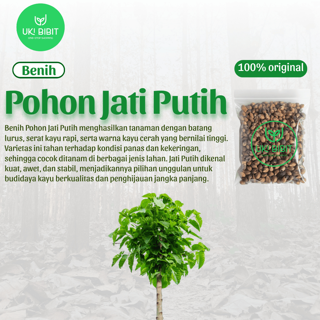 ( 10 Gram ) Benih Biji Jati Putih | Gmelina Arborea