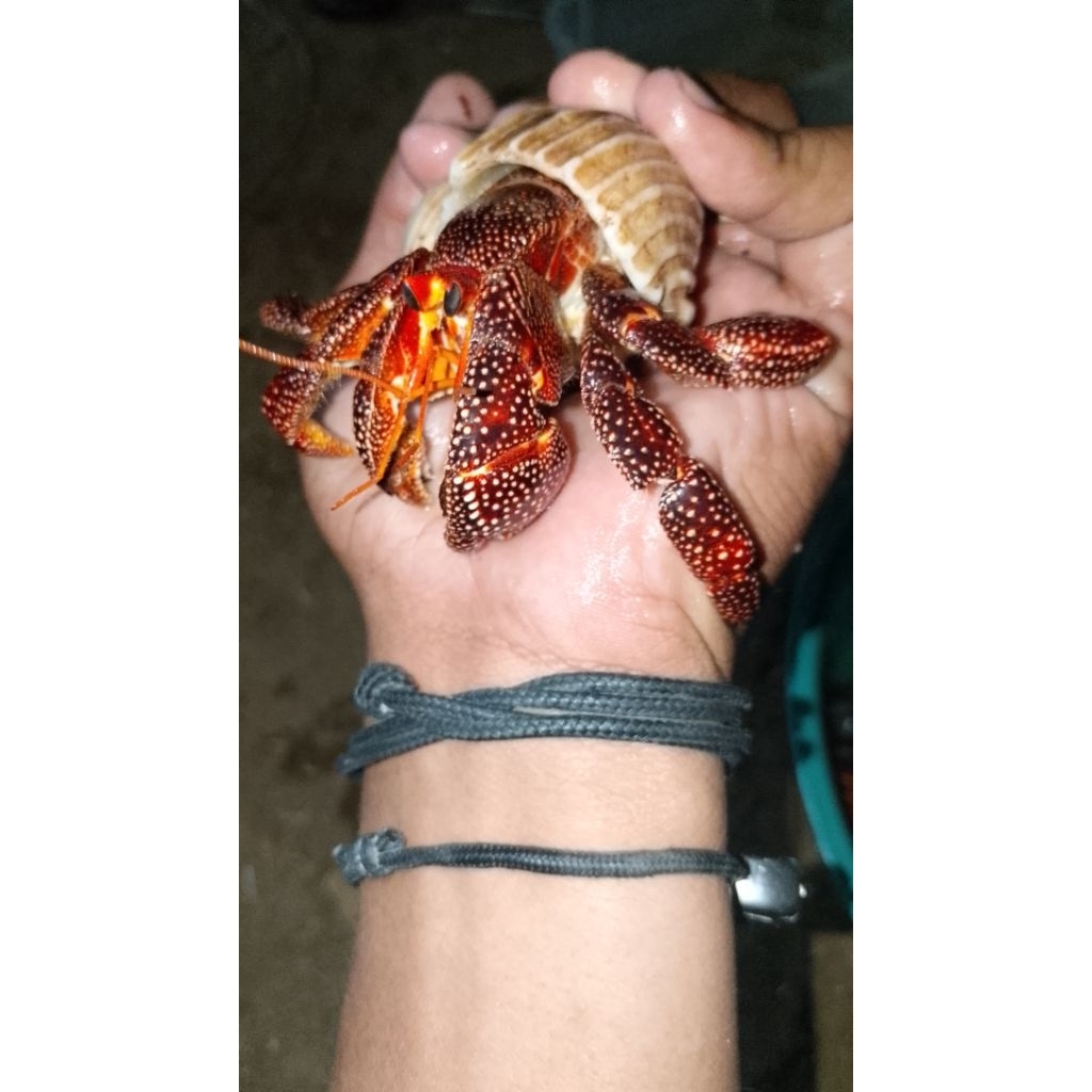 patung hiasan meja berbentuk kelomang dark perlatus ukuran 9cm