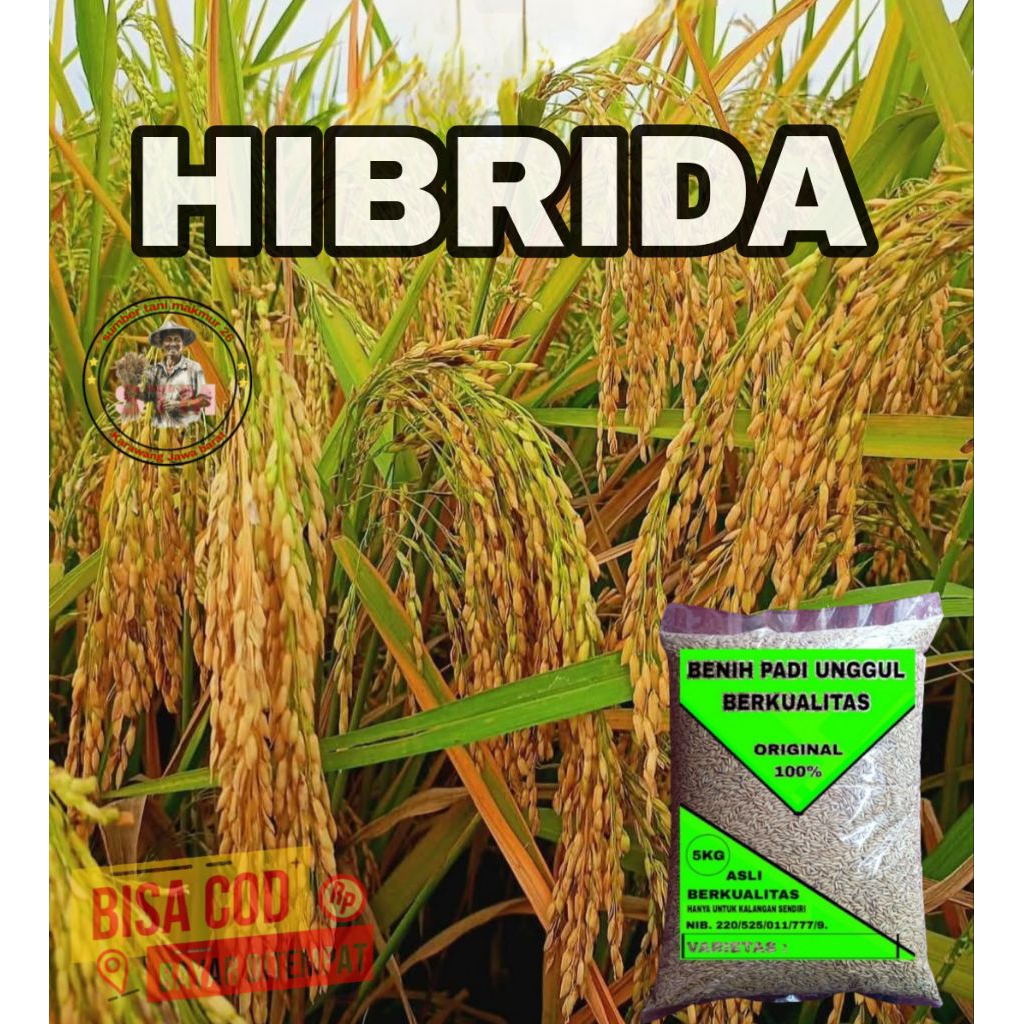 BENIH PADI HIBRIDA 06 SUPER 5KG