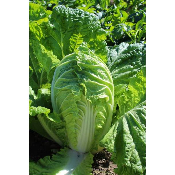 SUBUR BIBIT SAWI PUTIH SLOBOR