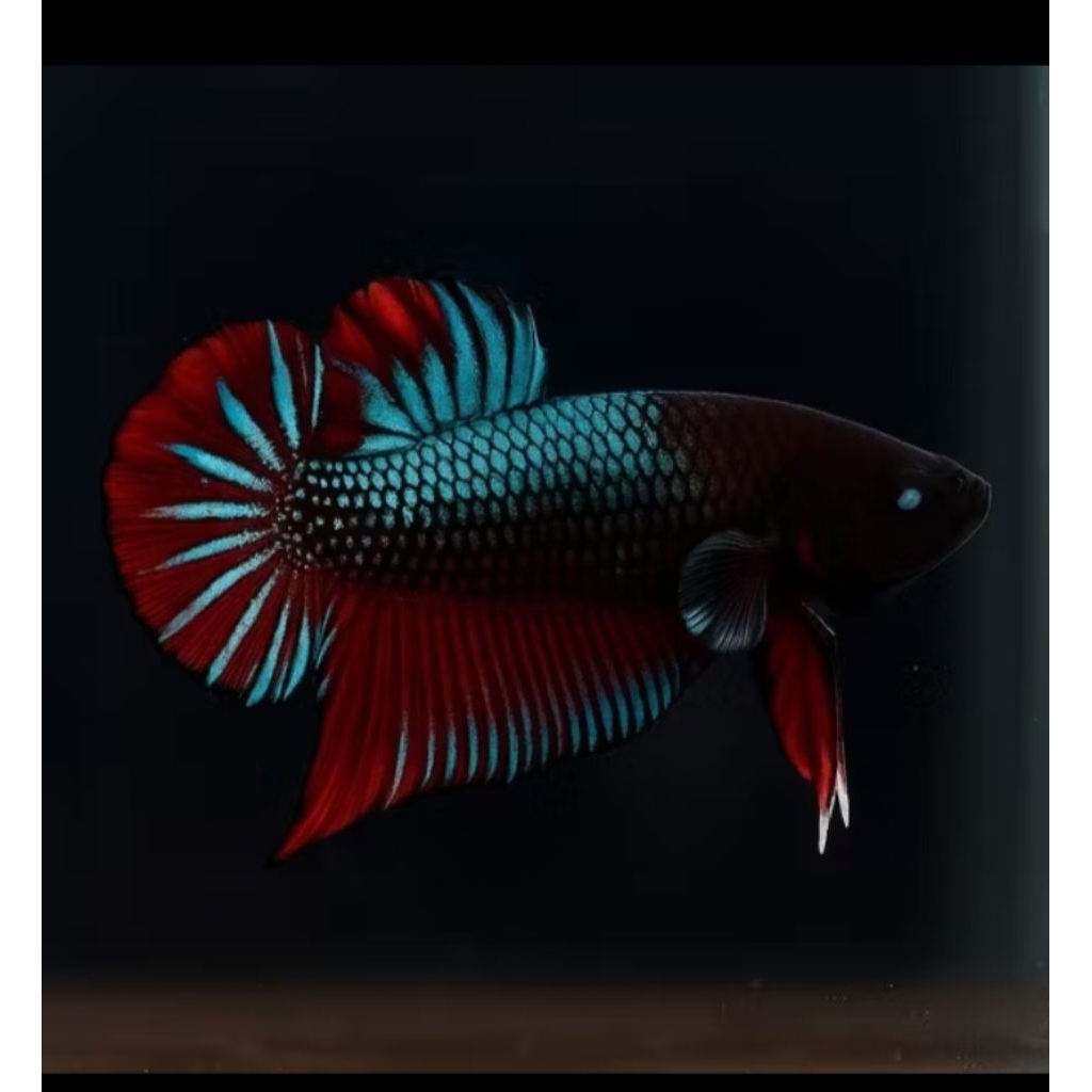 ikan cupang hias adu super ganas fighter uk m+