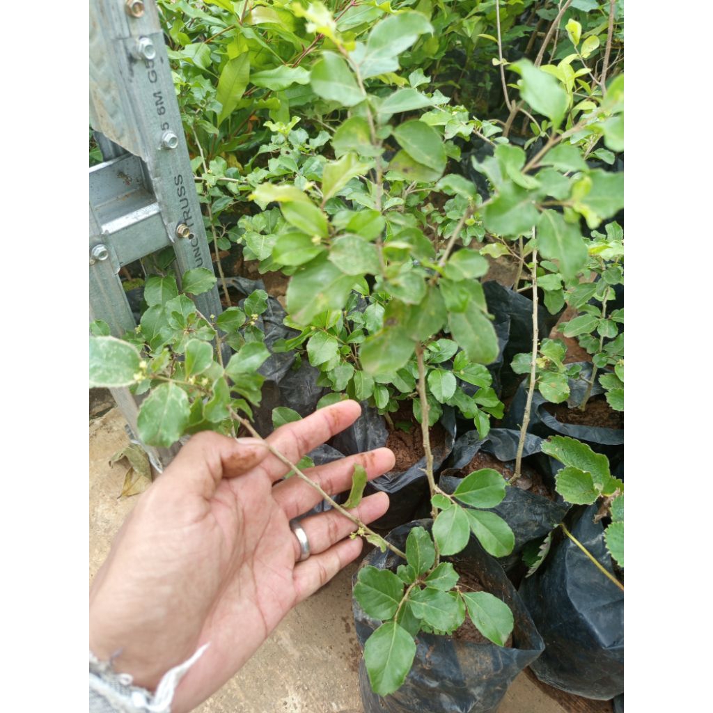 bibit buah ceri jepang