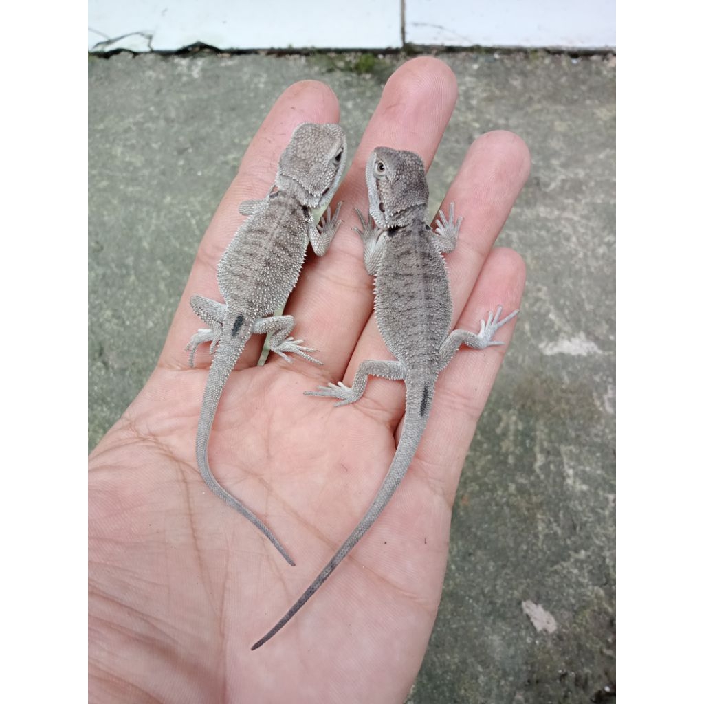 MAINAN HIDUP. BEARDED DRAGON ZERO HET HYPO MULUS MURAAAH