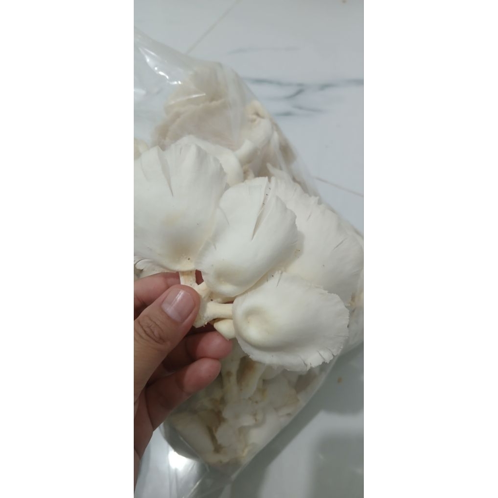 jamur tiram fresh
