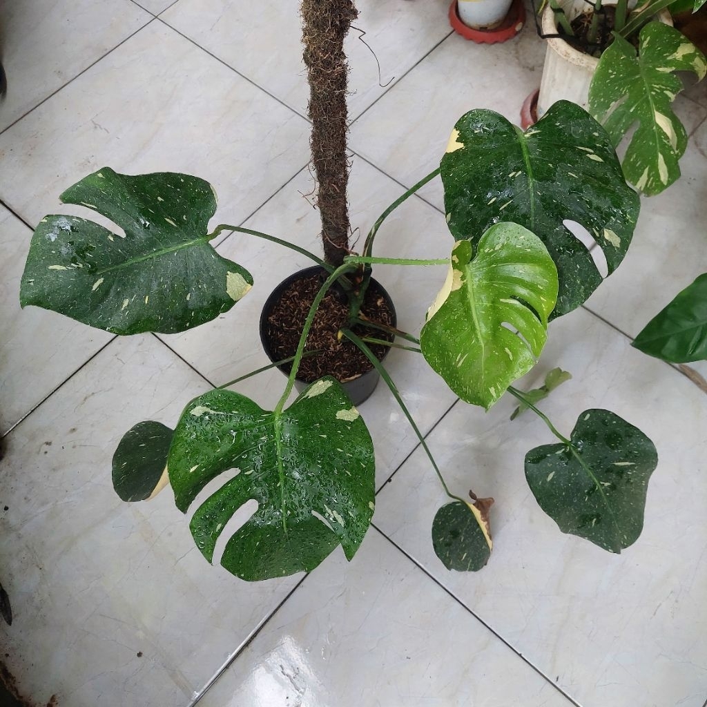 Monstera thai constellation. monthai dewasa