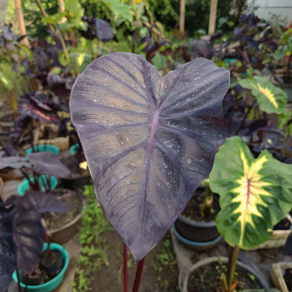 colocasia black lava sba series size remaja terlaris