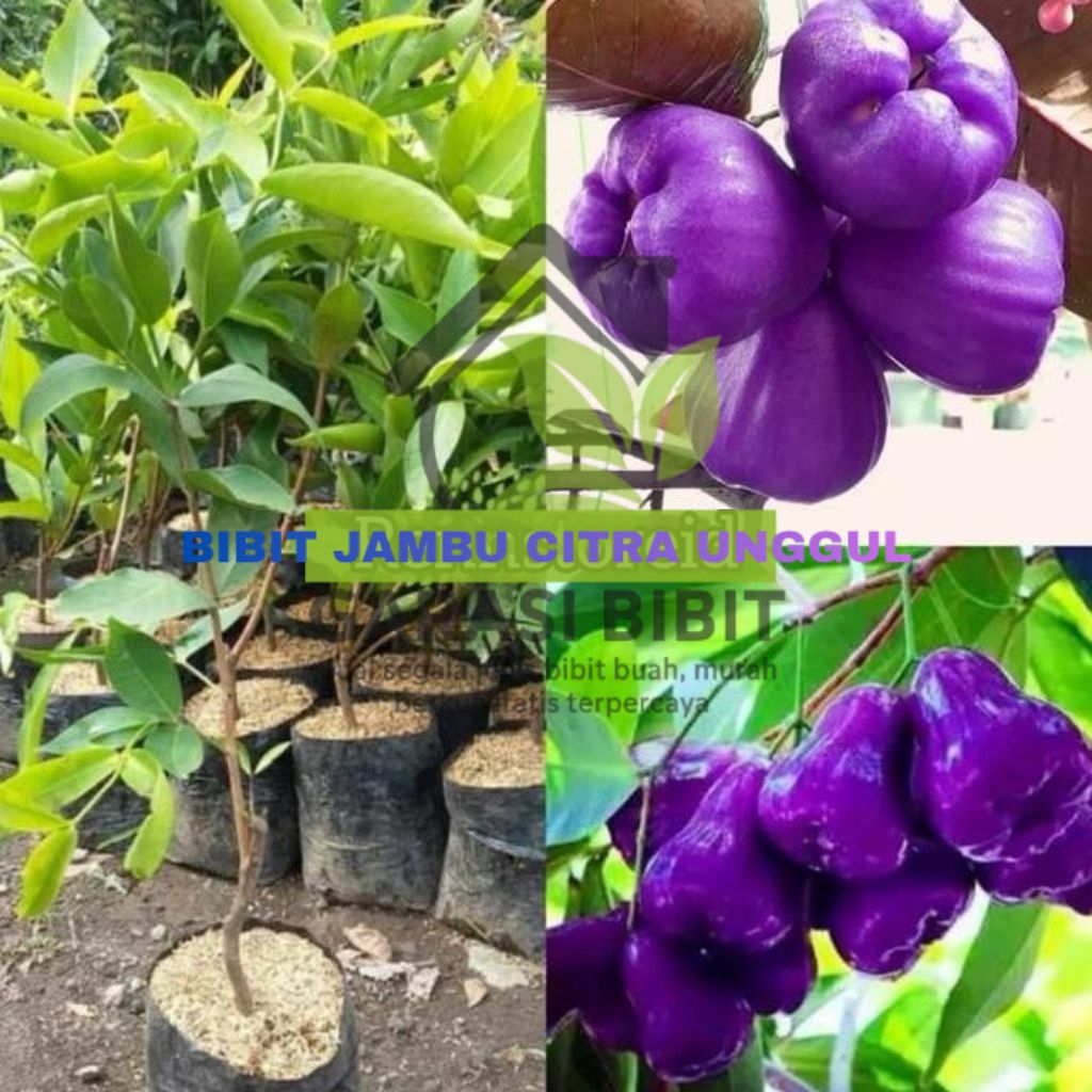 Bibit Jambu Citra Ungu Hasil Okulasi | Jambu Air Ungu