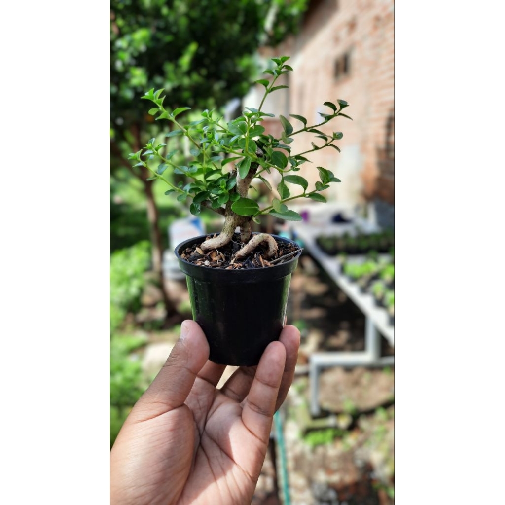 Bonsai Sancang Mini Mame Shito 10cm Pot Plastik.