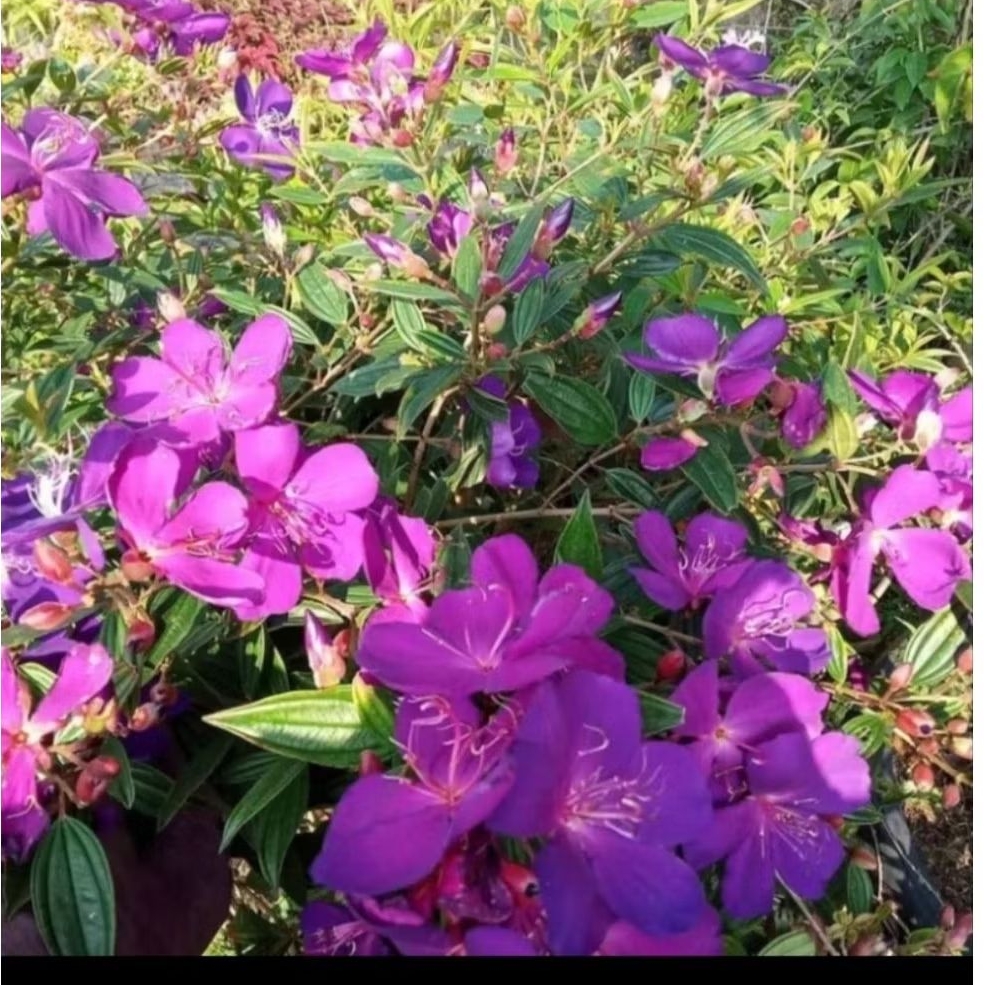 Bunga taibo cina ( senggani ungu )