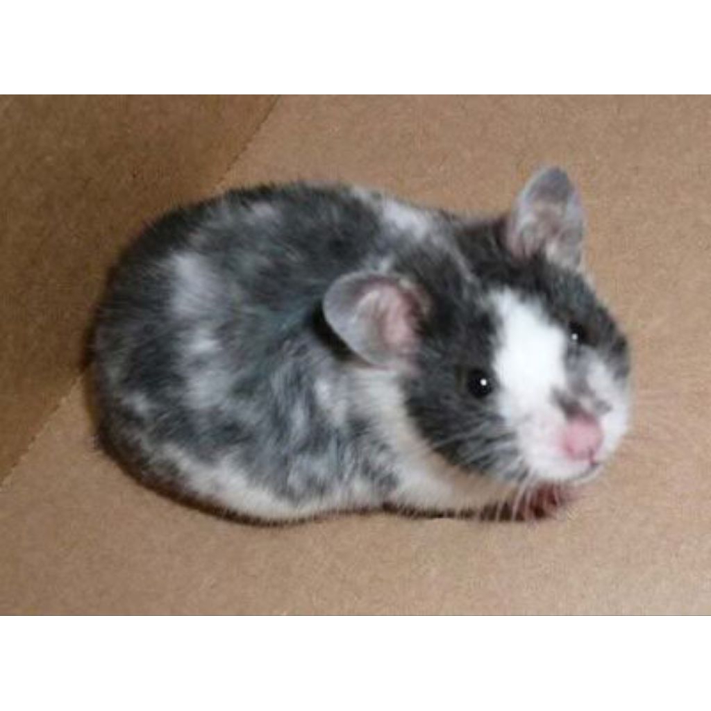 HAMSTER  Syirian Domspot (DEWASA)