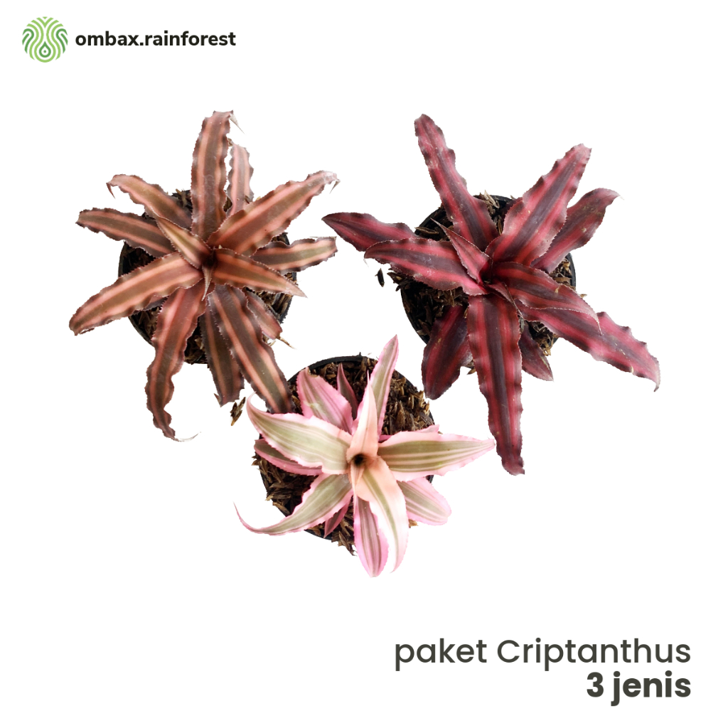 Paket Cryptanthus 3 Jenis - Merah, pink, orange - tanaman hias / paludarium / Terrarium