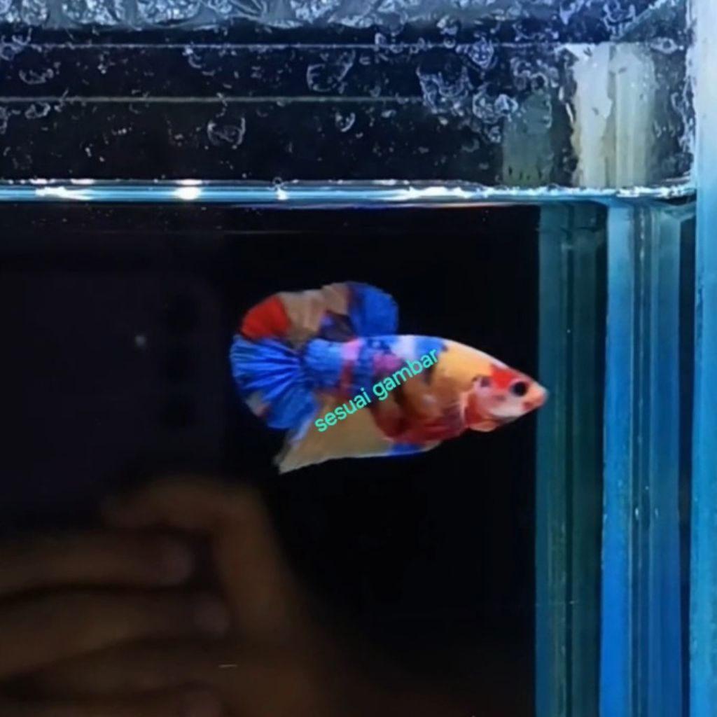 cupang yellow base multicolor