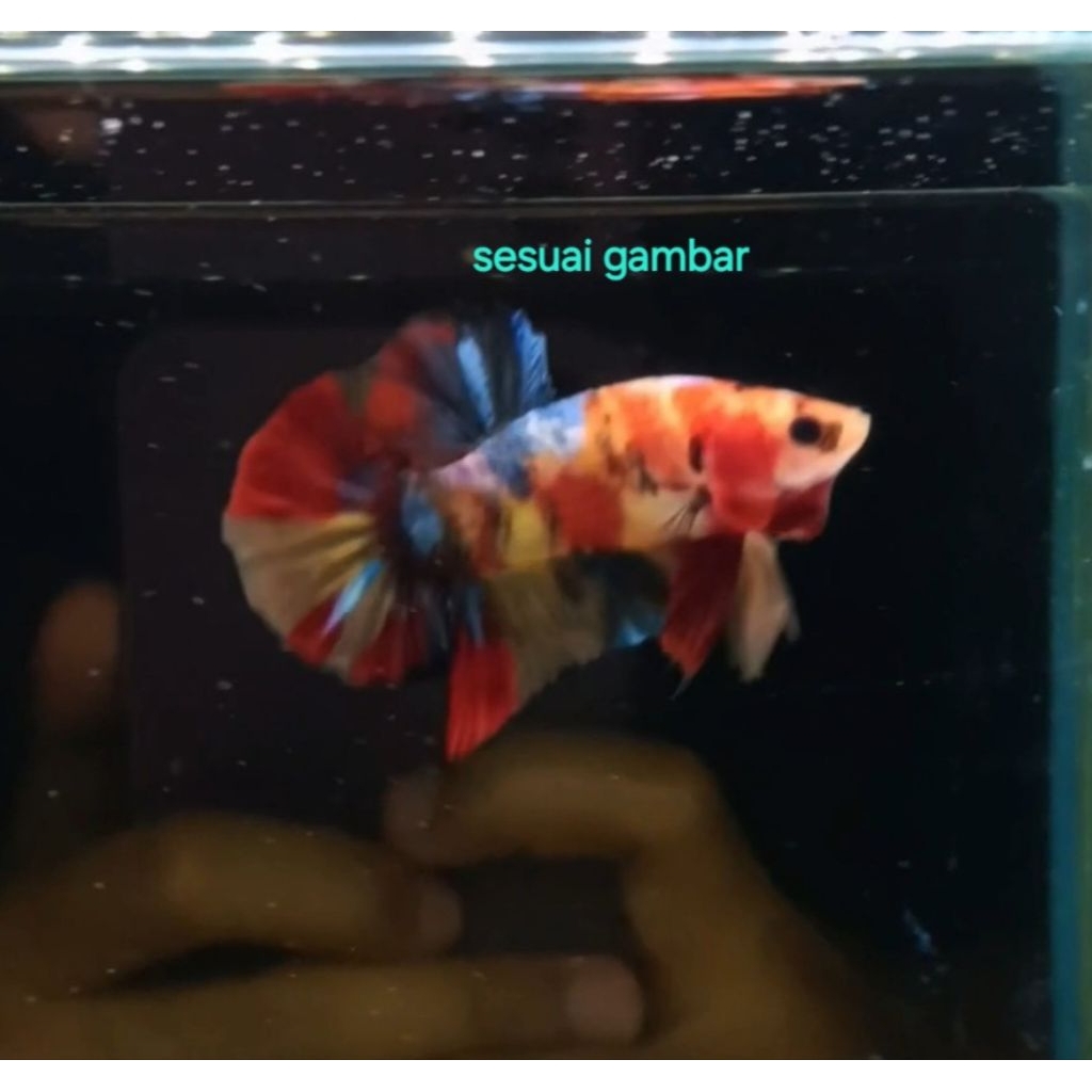 cupang yellow base multi