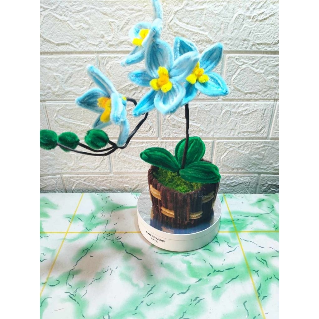 bunga anggrek biru kawat bulu