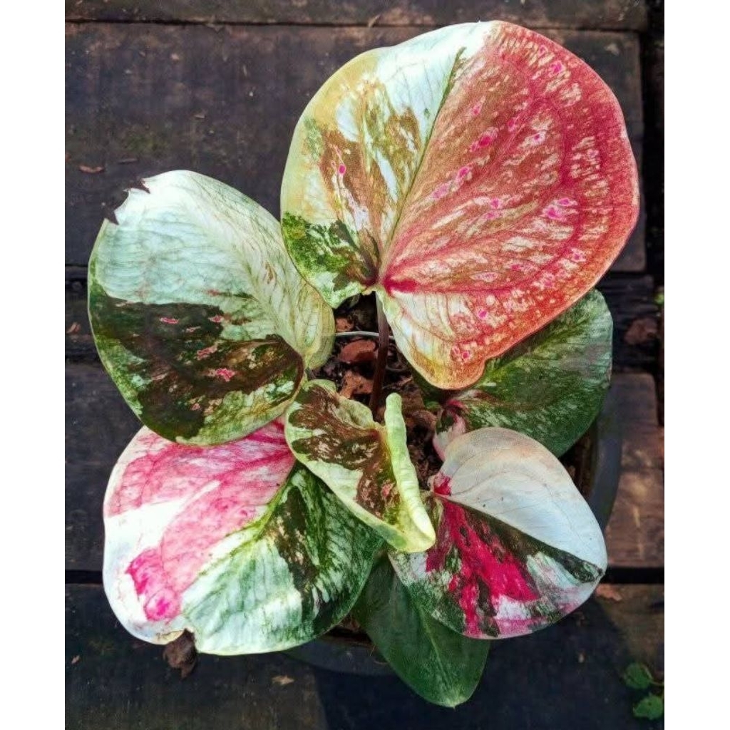 caladium Thailand