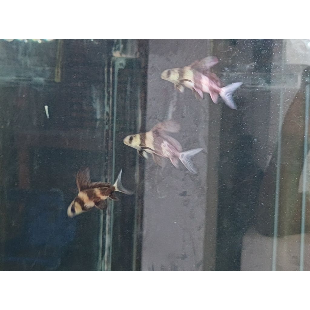 chf (chinese high fin) baby