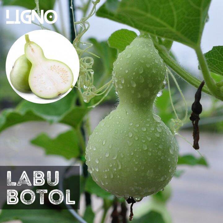 (3 Biji) Benih Bibit Labu Botol Labu Kendi (Bottle Gourd)
