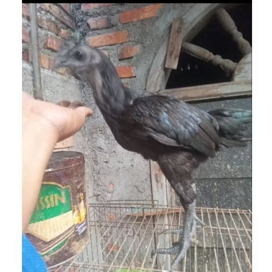 ayam cemani dewasa bulu serba hitam