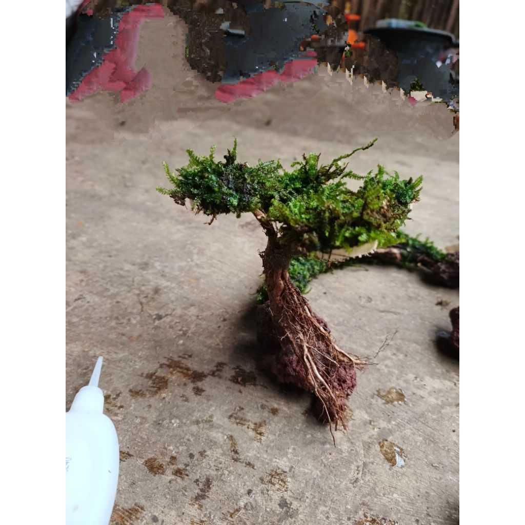 bonsai mini aquascape murah hiasan aquarium