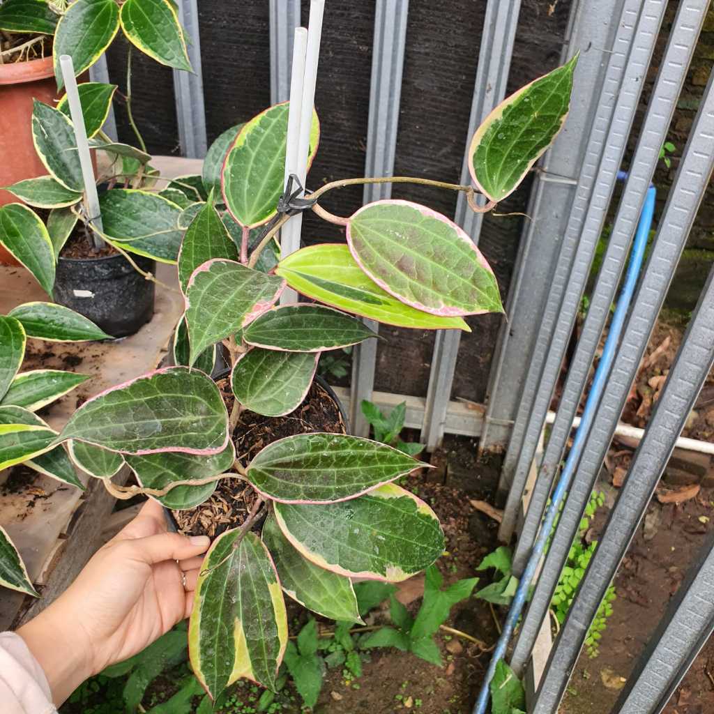 Hoya Macrophylla Variegata Hoya Makrovila Var Tanaman Gantung Hoya Varigata