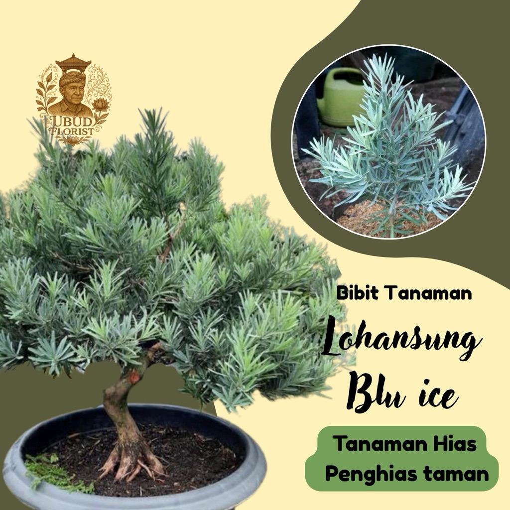 Bibit tanaman lohansung blue ice - lohansung biru - Tanaman hias bahan bonsai - Grafring (okulasi) -