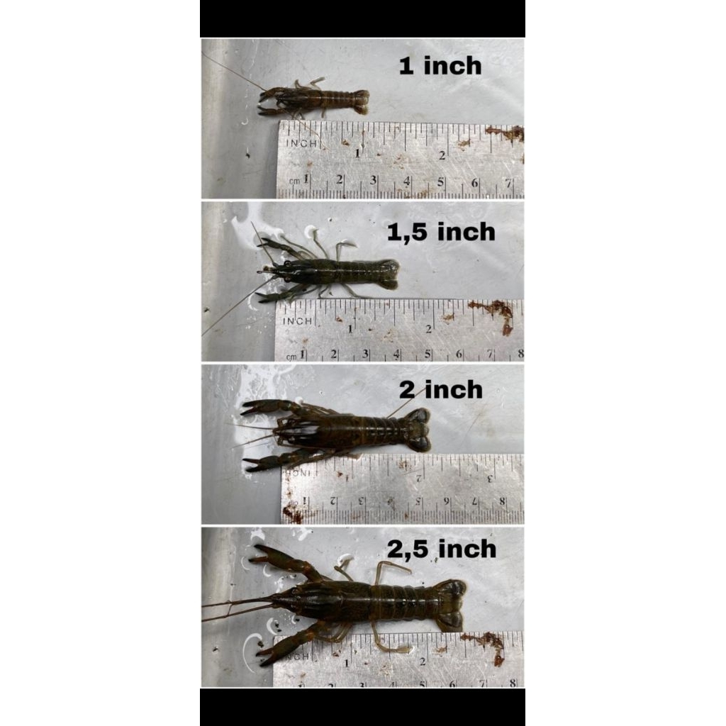 Bibitan Lobster Air Tawar (Red Claw)